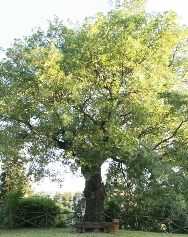 Quercia
